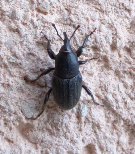 Sphenophorus sp.